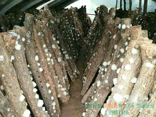 銀耳椴木傳統栽培