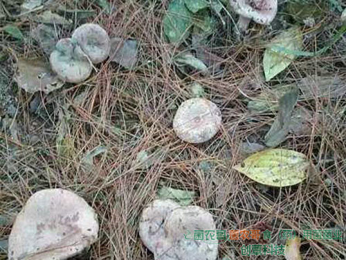 人工種植松乳菇