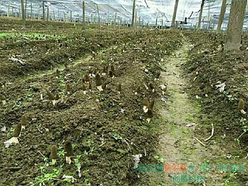 羊肚菌栽培