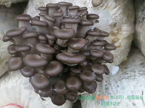 平菇-用多種農作物廢料袋栽