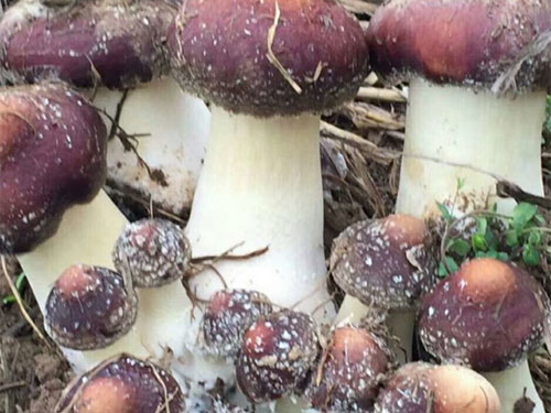 赤松茸種植技術簡單
